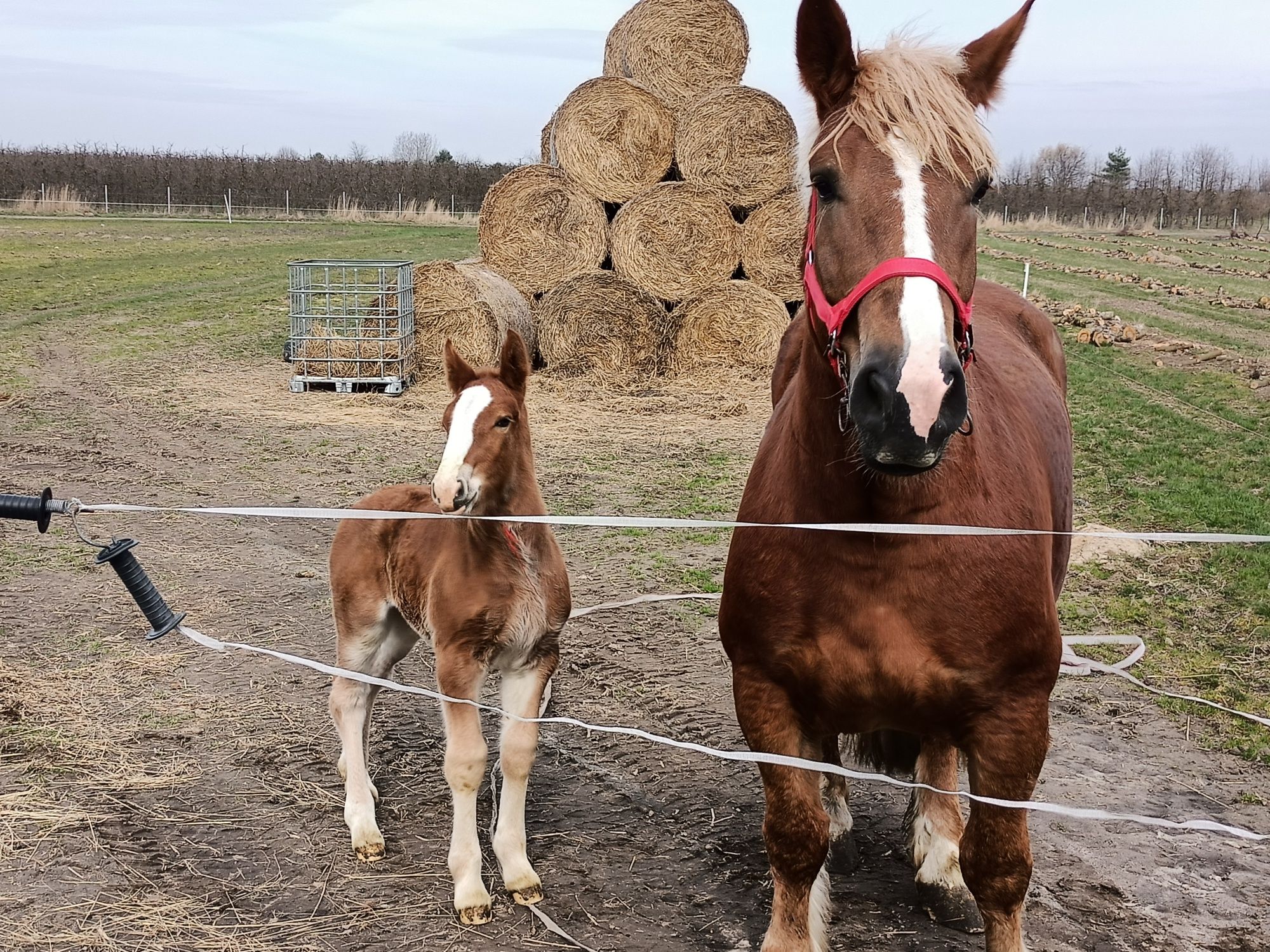 Klacz Arden Źrebna + źrebica Zaprzęgana