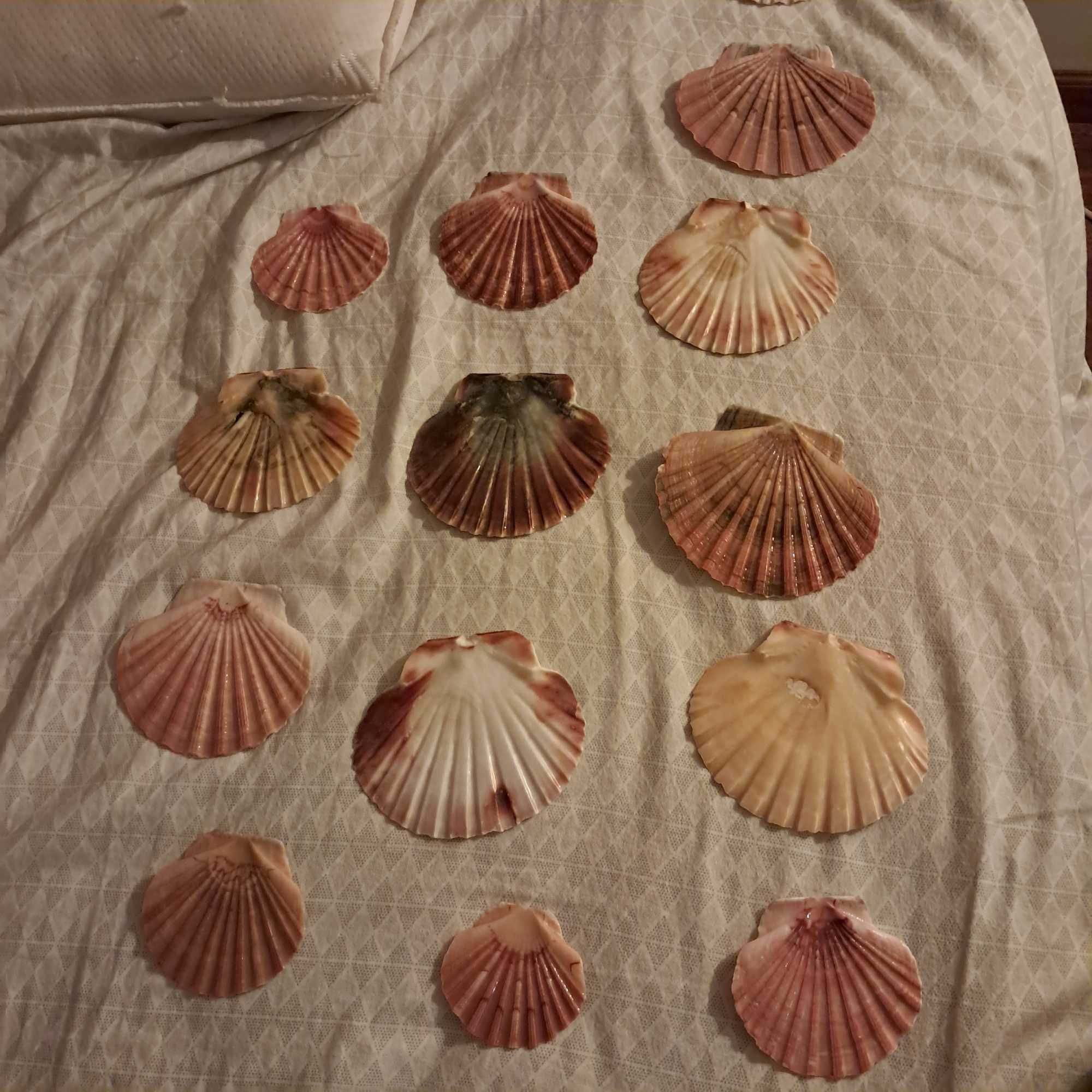 Conchas marinhas