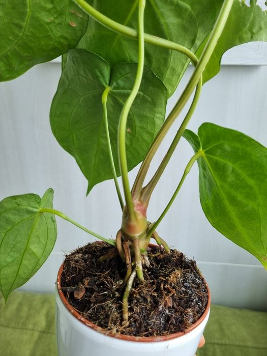 Антуріум магніфікум anthurium magnificum