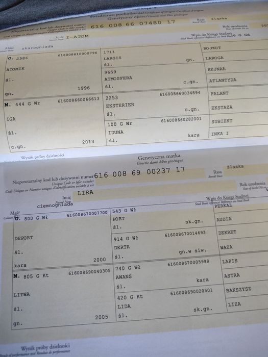 Ogier slaski 2,5 roku skonczone wyjechany w zaprzegu po szkolce