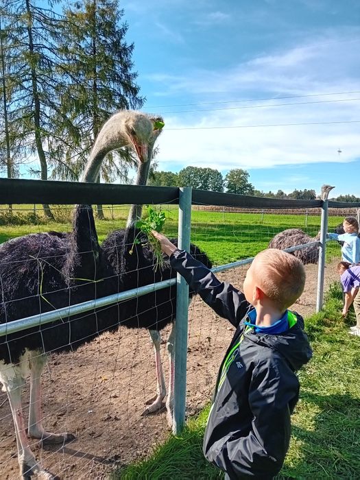 Struś afykański -samica - do dalszej hodowli, strusie.