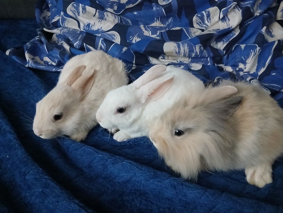 Króliki miniaturki