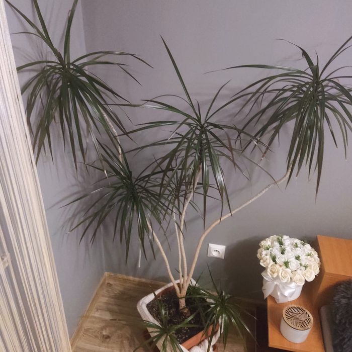 Duża roślina Dracena