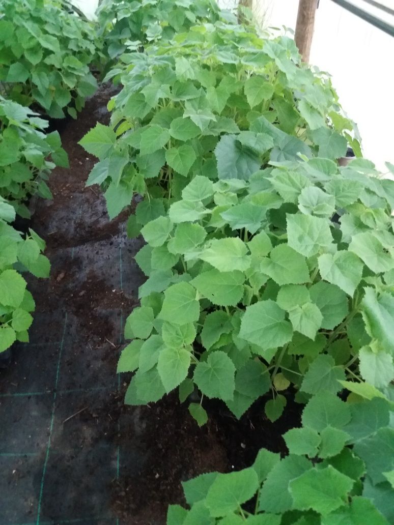 Paulownia Shan Tong e Elongata