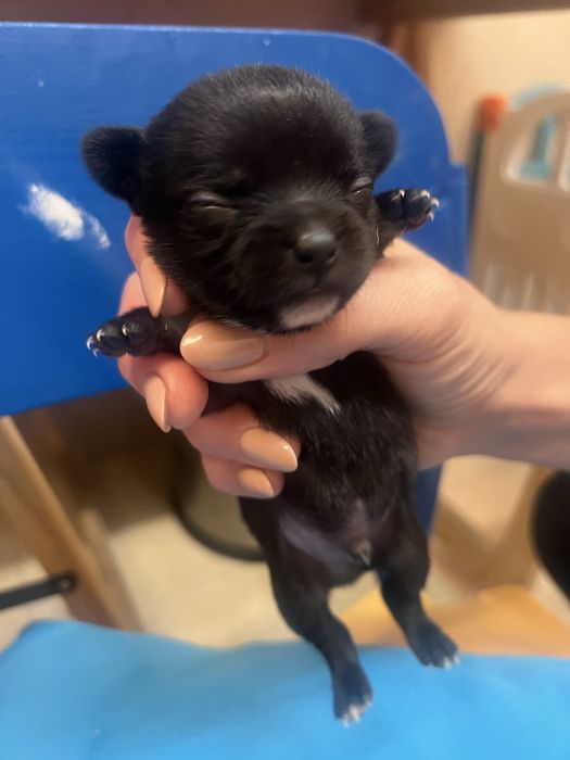 Chihuahua macho lindo