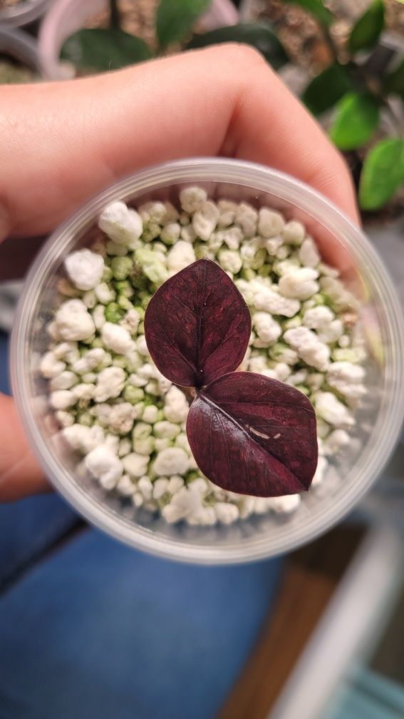 Zamioculcas / Zamiokulkas Raven Red Wine