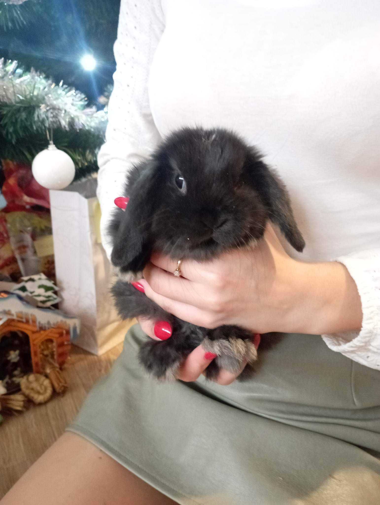 Mini lop karzełek Teddy hodowla zarejestrowana