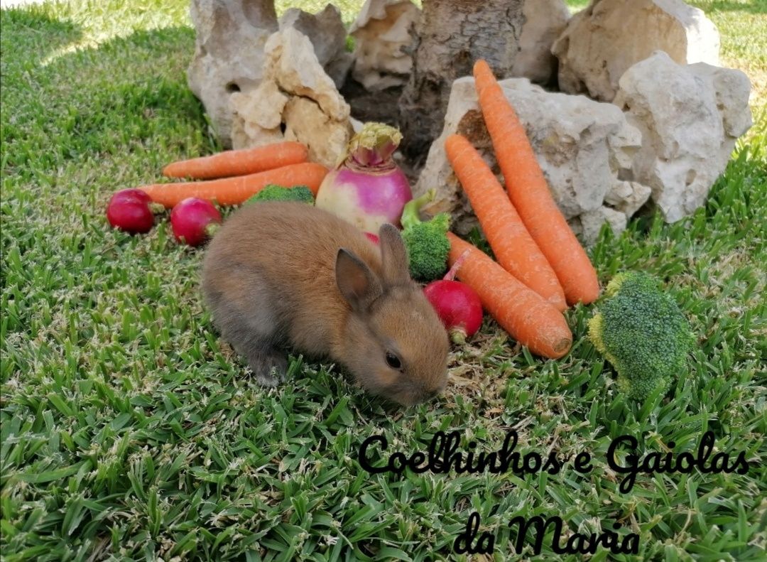 KIT Coelhos Anões Bebés, Mini Toy, Holandêz, Tedy, Ãngora muito meigos