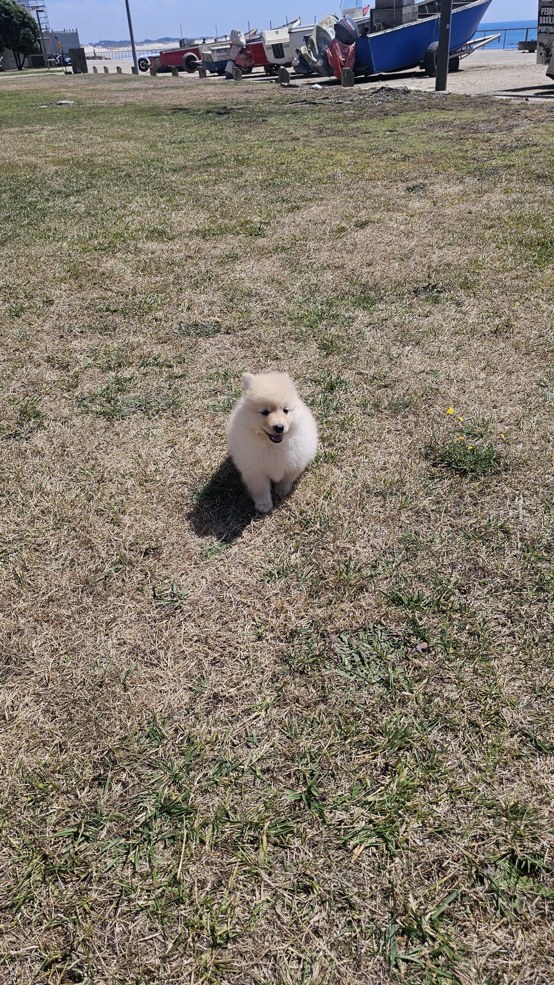 spitz alemão macho