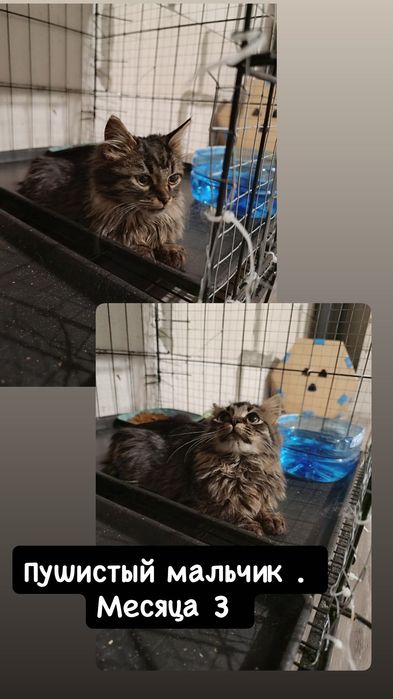 Разные котята бесплатно