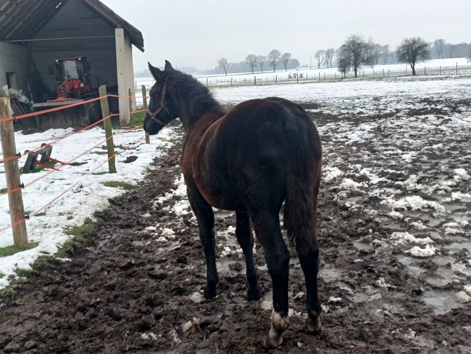 Klaczka Śląska odsadek