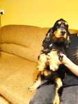 cocker spaniel angielski