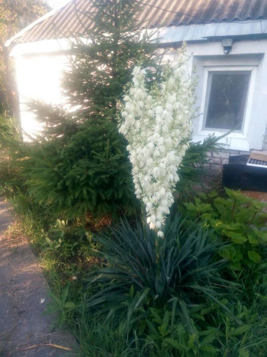 Дача в г Подгородное