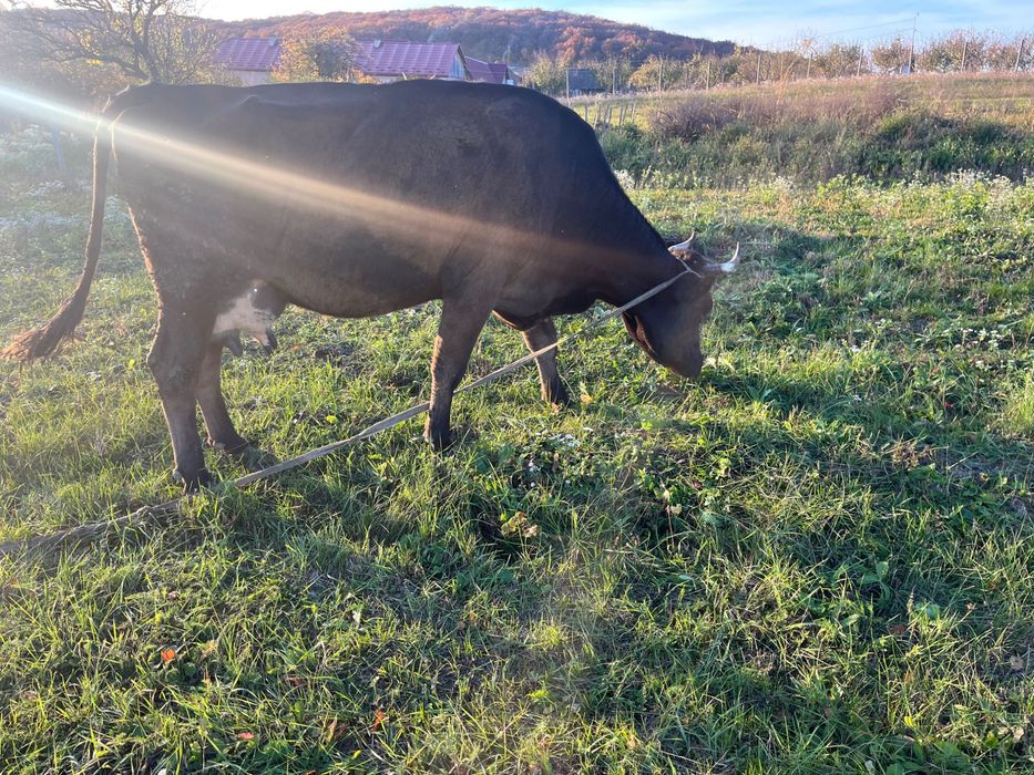 Продам корову 5 років