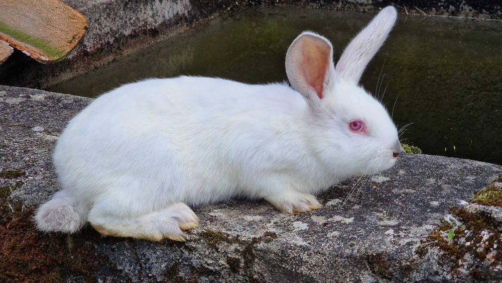 coelhos caseiros jovens