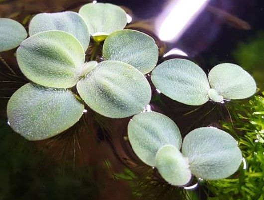 Pistia - roślina akwariowa