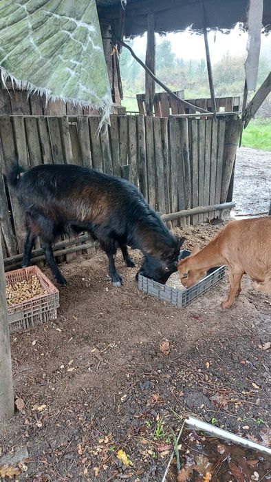Xibo e cabras. Chão Pardo.