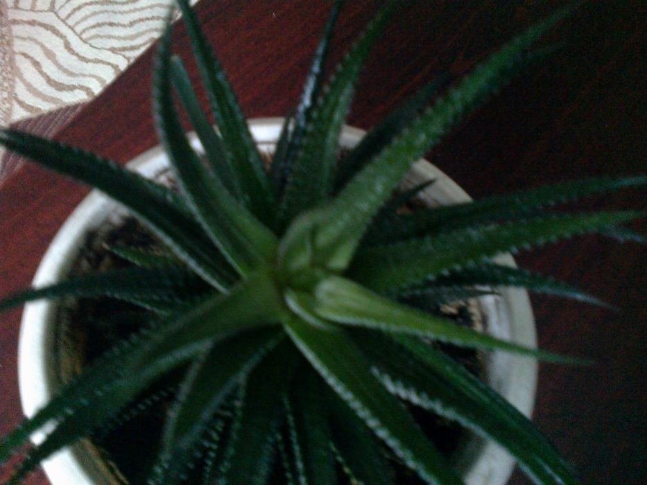 Кактус суккуленты Харвотия разных размеров. Уникален