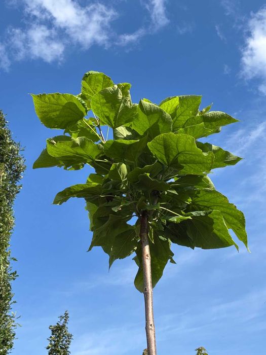 Katalpa Nana Catalpa, Surmia bignoniowa szczepione 1.5-2.3m