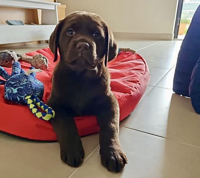 Labrador Retriever LOP e AFIXO