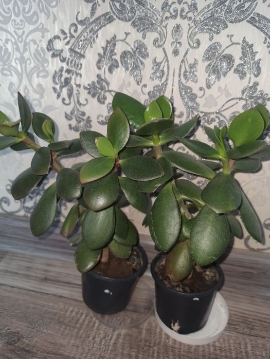 Продам грошове дерево різних розмірів,25-250