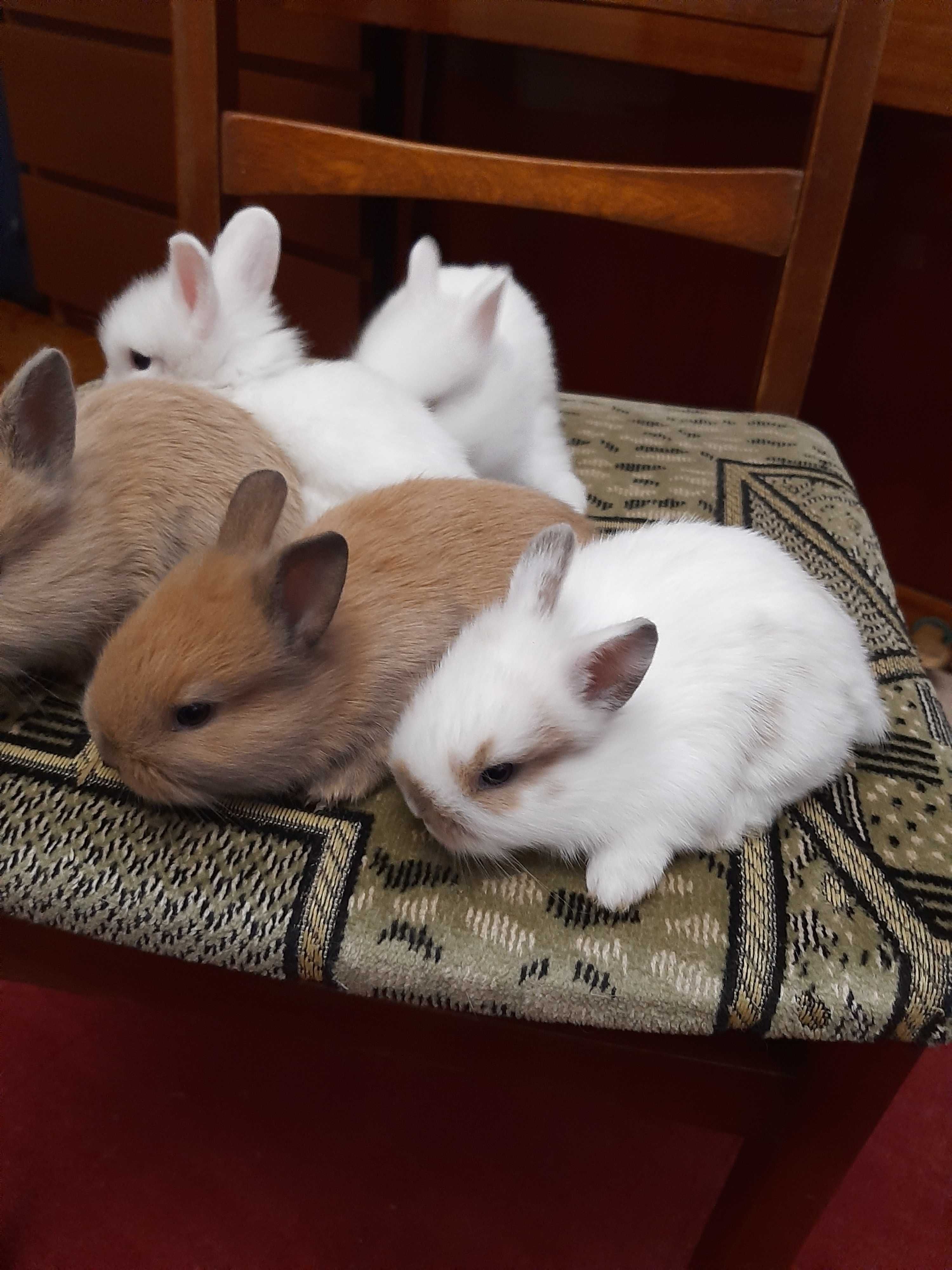Декоративні карликові кролики