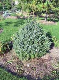 Świerk sitkajski Nana 2 l