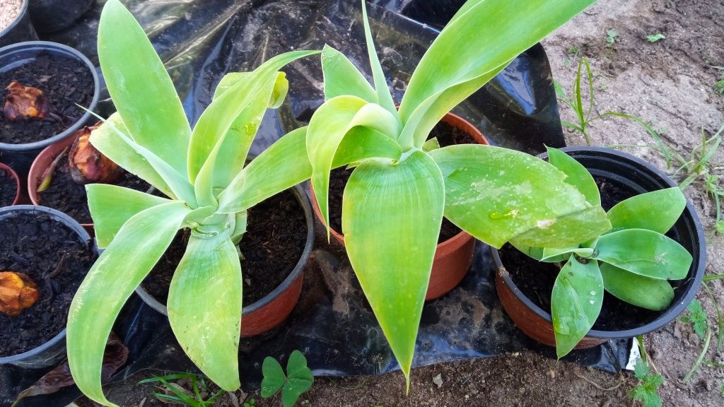 Plantas de Agave e yucca