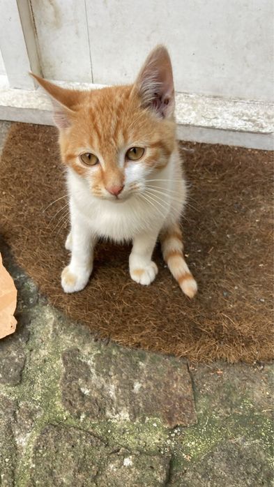 Gatinhos bebes para adocao