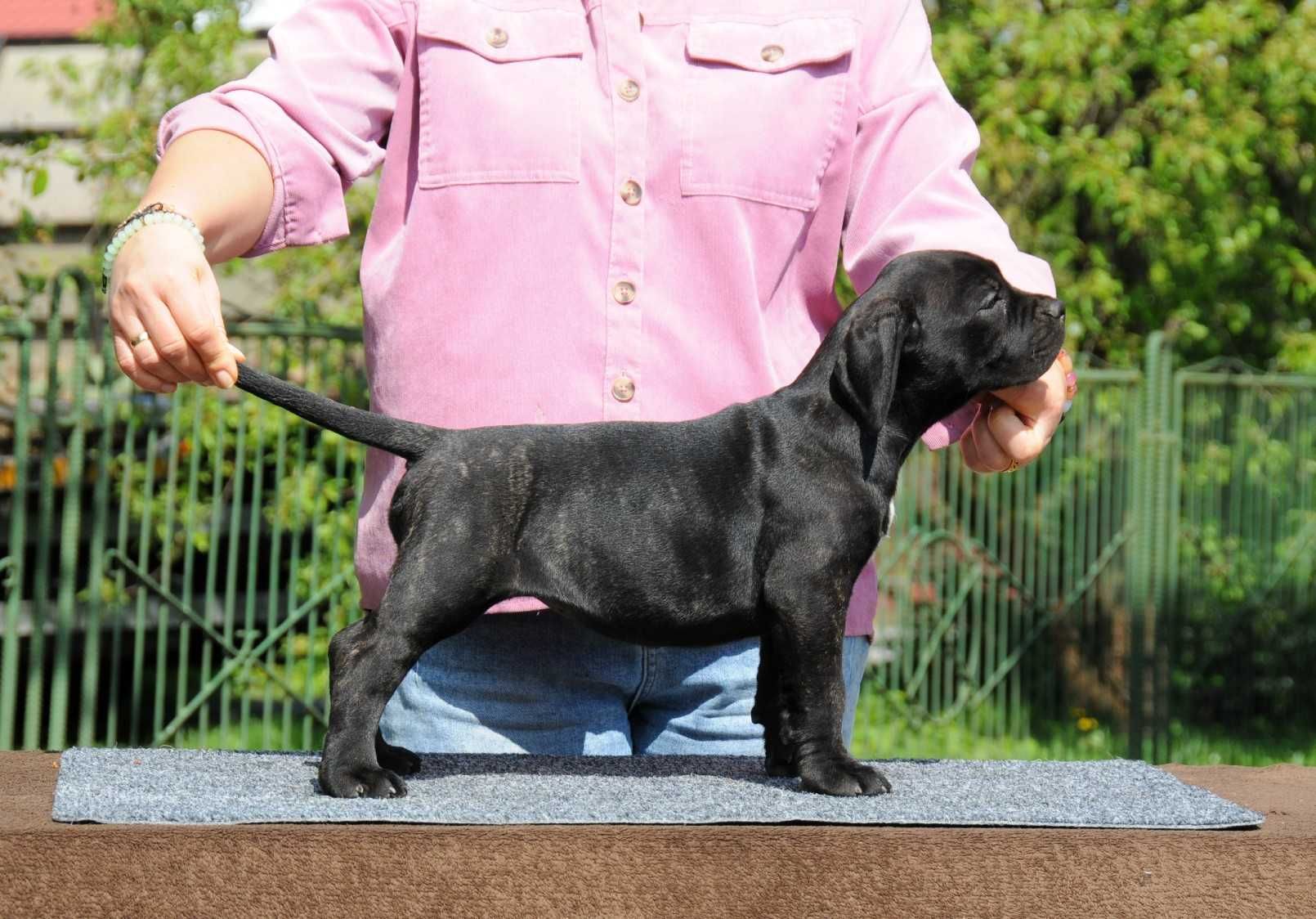 Cane Corso Hodowla Tytani Wschodu ZKwP/FCI