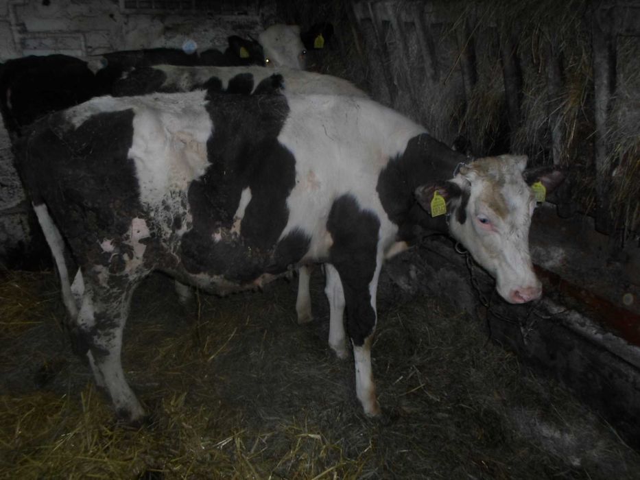 sprzedam jałówkę mięsną