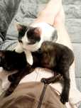 Kociaki do adopcji