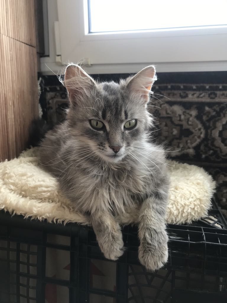 Кіт. Киця. Кошеня.