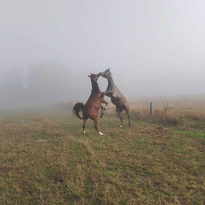 Ogier arabski arab 3, 4 lata gniady siwy