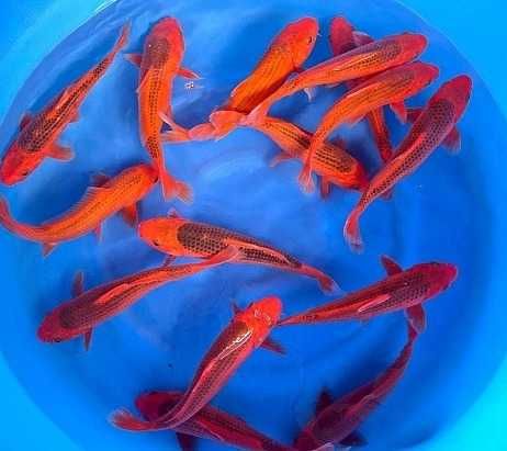 Rybki do oczka Japonskie Karpie koi import