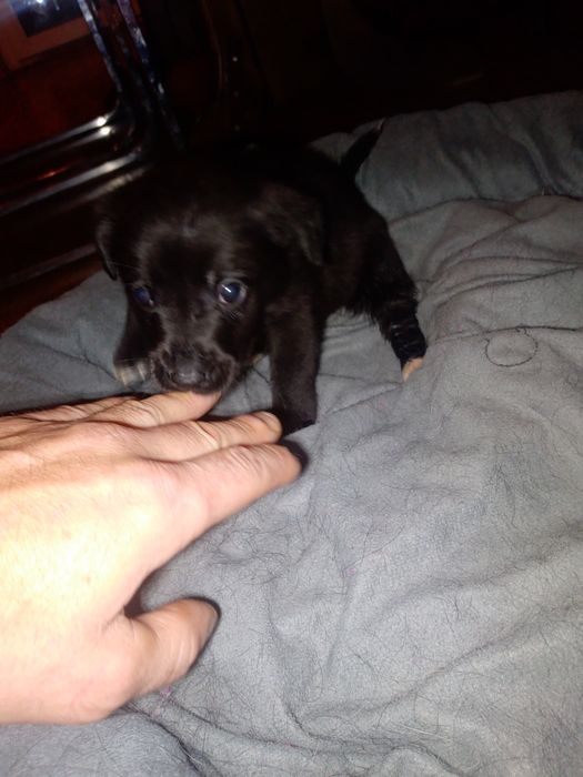 Oddam szczeniaki w dobre ręce