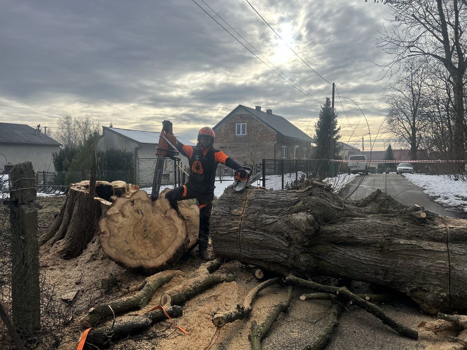 Wycinka drzew - SilesiaArbor