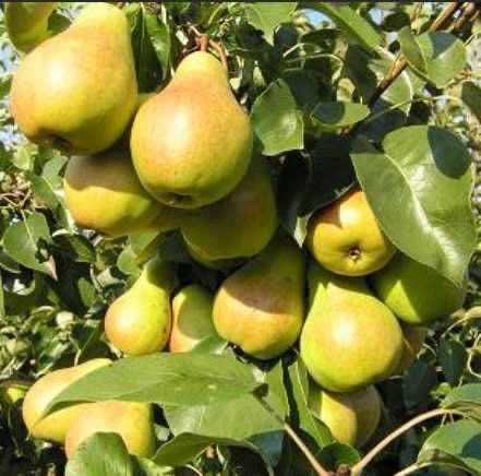 Саджанці плодових дерев. Яблуня, вишня, груша, персик