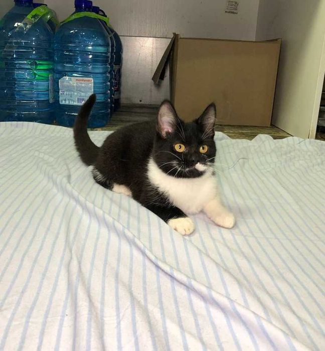 Кошенятко Марсі  ручна, добра, грайлива дівчинка, їй 3,5 місяці.