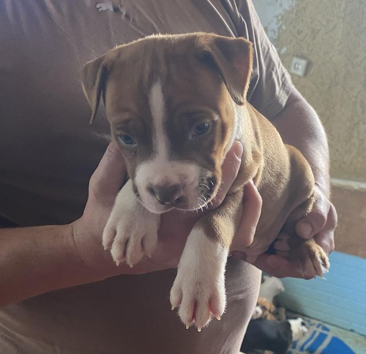 Цуценята американського стаффордширського тер'єра