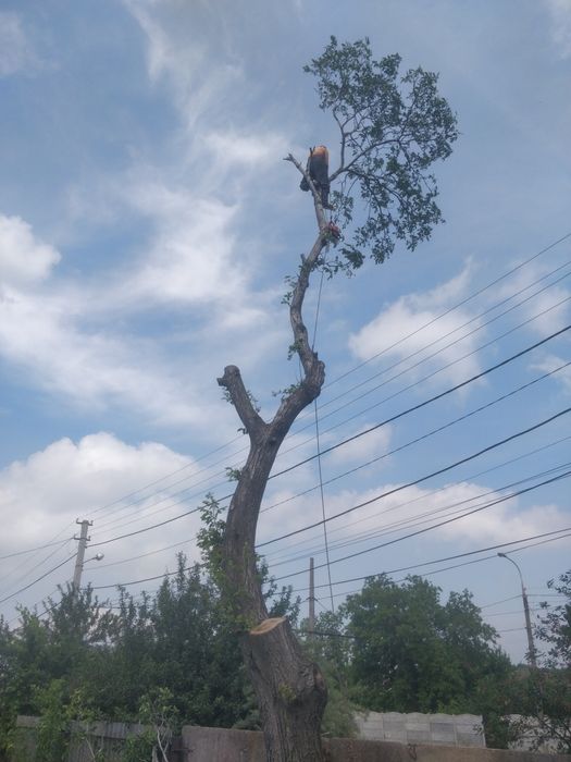 Профессиональная обрезка и спил деревьев.