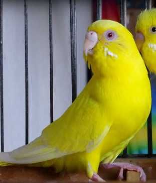 Caturra e um periquito vai com a gaiola