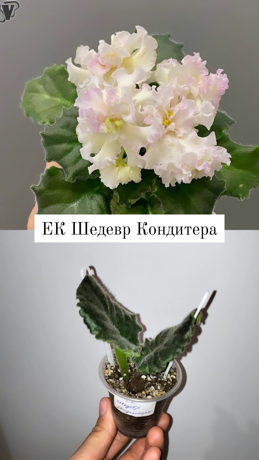 Фиалки  укоріненні листочки