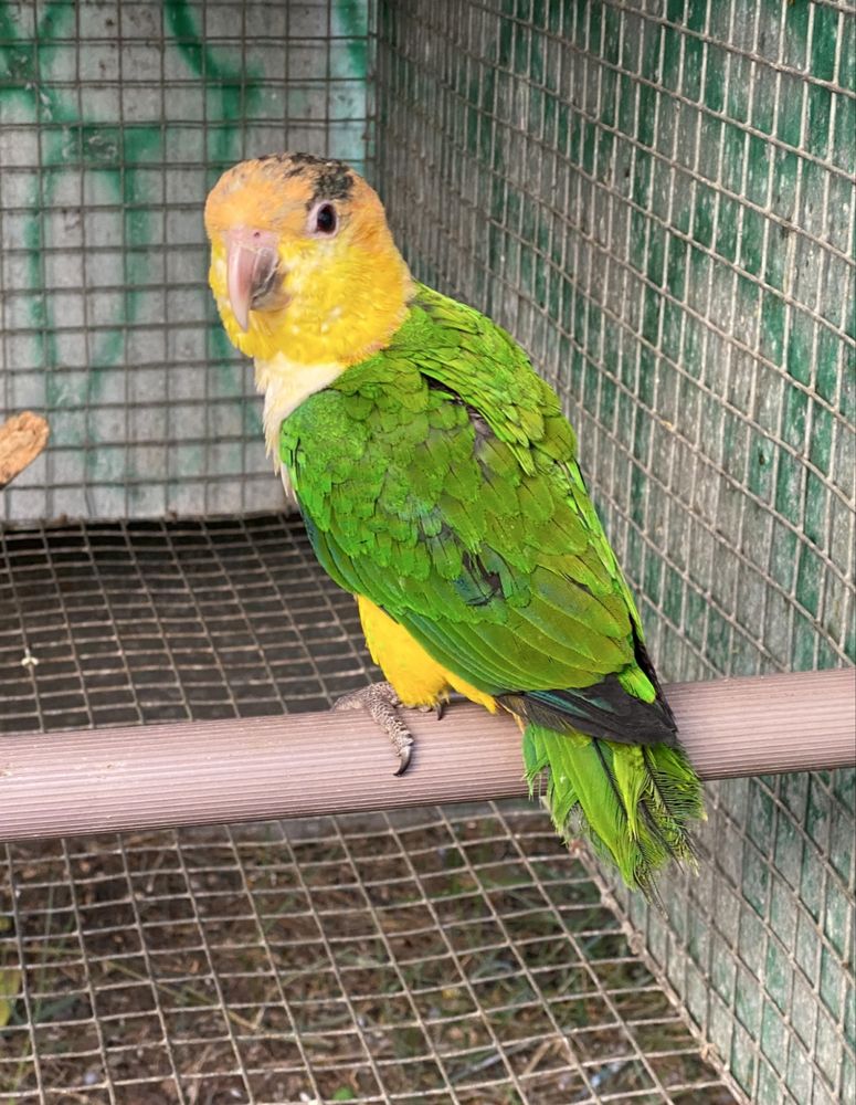 Marianinhas cabeça amarela