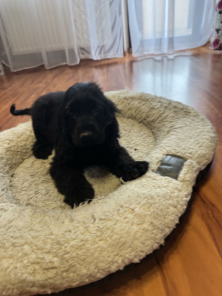Cocker spaniel piesek
