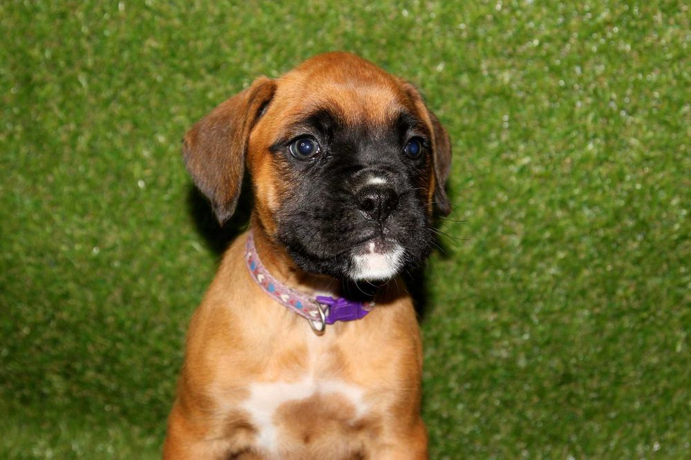 Piesek DEXTER – Bokser z hodowli Family Bokser