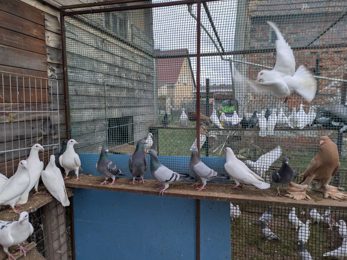 Sprzedam białe pocztowe i inne kolory likwidacja