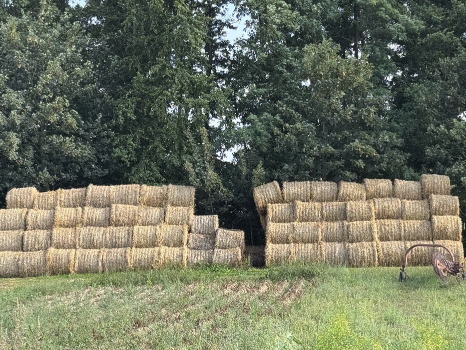 Sloma siano tegoroczne. 120x120