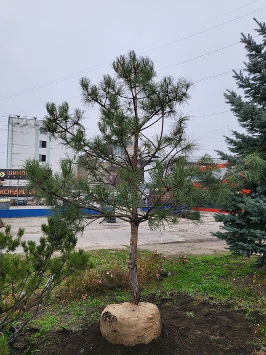 Живі новорічні Ялинки/Кримські Сосни/Псевдотсуги