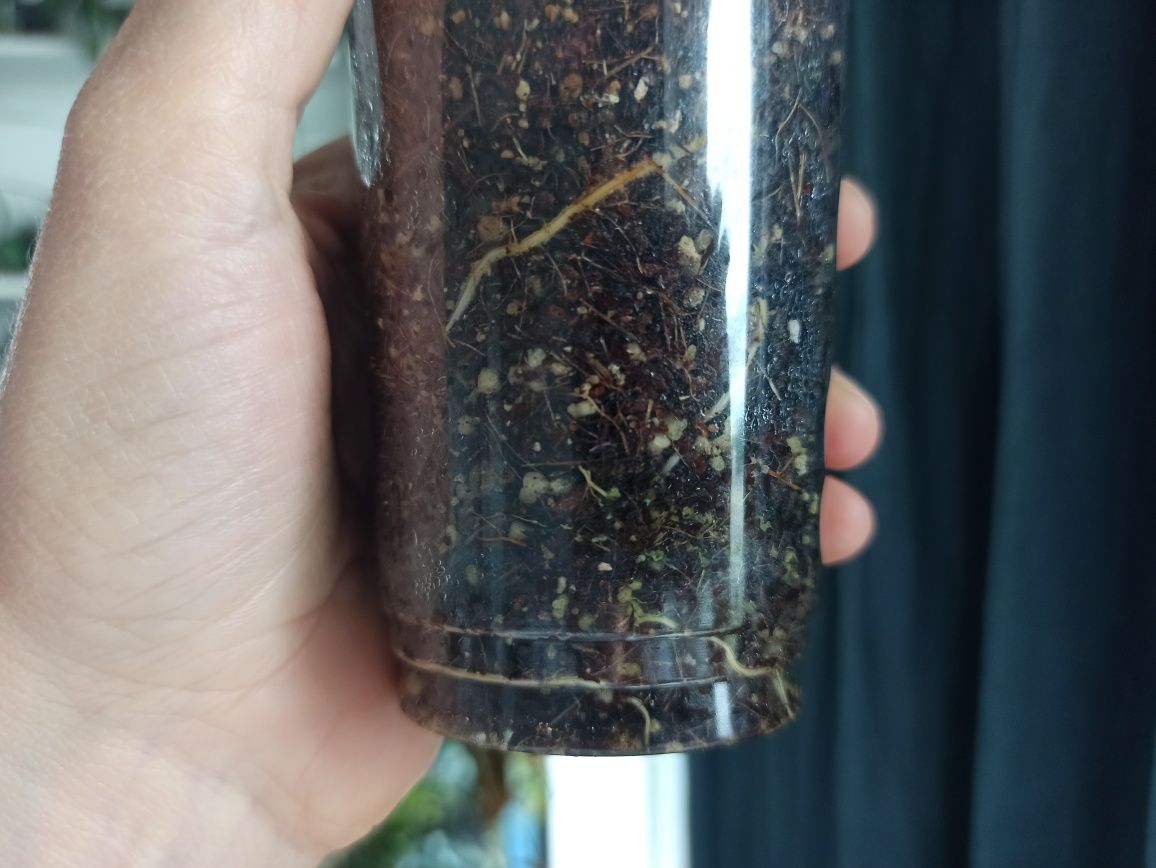 Rhaphidophora Tetrasperma Variegata